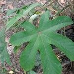 Cecropia albicans Liść