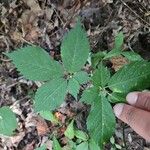 Panax quinquefolius Blad