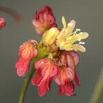 Eriogonum thomasii Kvet