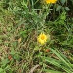 Calendula arvensisLorea