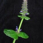 Nepeta laevigata Habitus