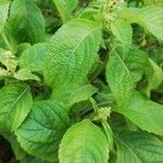 Ocimum gratissimum Ліст