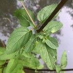 Scrophularia auriculata Leaf