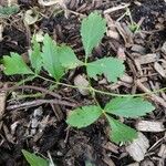 Sanicula canadensis Feuille