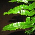 Pseudopiptadenia psilostachya Yaprak