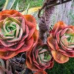 Aeonium nobile 花