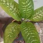 Dieffenbachia seguine Hostoa