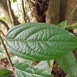 Celtis gomphophylla