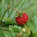 Fragaria vesca Fruit