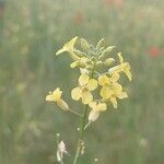 BrassicaceaeFlor