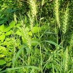 Elymus canadensis Liść