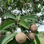 Manilkara zapota Fruit