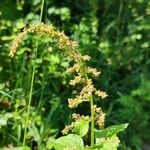 Chenopodium bonus-henricus Квітка