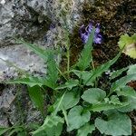 Phyteuma charmelii Hábito