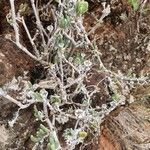 Delosperma nakurense Alkat (teljes növény)