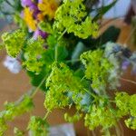 Alchemilla mollisFlower