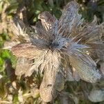 Acanthus spinosus ഫലം