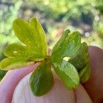 Ranunculus peltatus Leaf