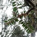 Phyllanthus salviifolius Liść