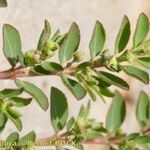 Euphorbia prostrata Other