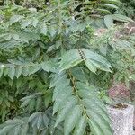 Diospyros lotus موطن