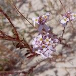 Iberis procumbens Fula