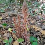 Orobanche hederae Habitat