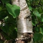 Betula papyrifera बार्क (छाल)