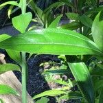 Cocculus laurifolius Leaf