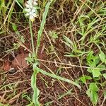 Chlorophytum africanum ശീലം