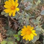 Hertia cheirifolia Kvet