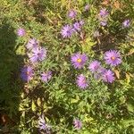 Symphyotrichum oblongifolium फूल