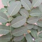 Phyllanthus reticulatus List