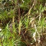 Dracophyllum balansae অভ্যাস