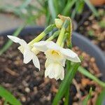 Narcissus tazetta Kvet