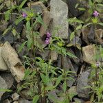 Galeopsis ladanum Habit