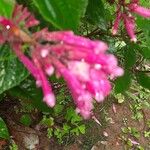 Salvia involucrata Flower