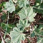 Malva neglecta Likasa