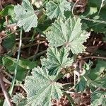 Malva neglecta Blad