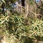 Juniperus oxycedrusBlad