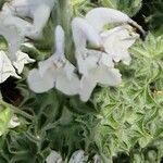 Salvia argentea Flors
