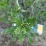 Quercus fusiformis Hoja