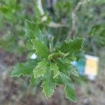 Quercus fusiformis Leaf