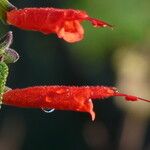 Salvia haenkei Kvet