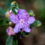 Rhododendron chamaethomsonii Blüte