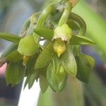 Catasetum crisFloare