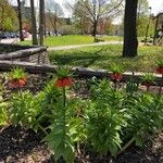 fritillaria imperialisFlower