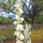 Verbascum lychnitisFlower