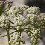 Seseli bocconei Flower
