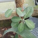 Hoya australis Fuelha